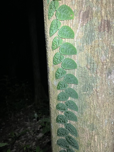 Foto de Shingle plant