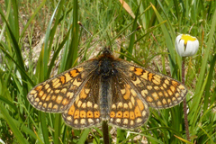 Euphydryas aurinia debilis
