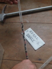 Micrurus lemniscatus