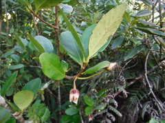 Theaceae