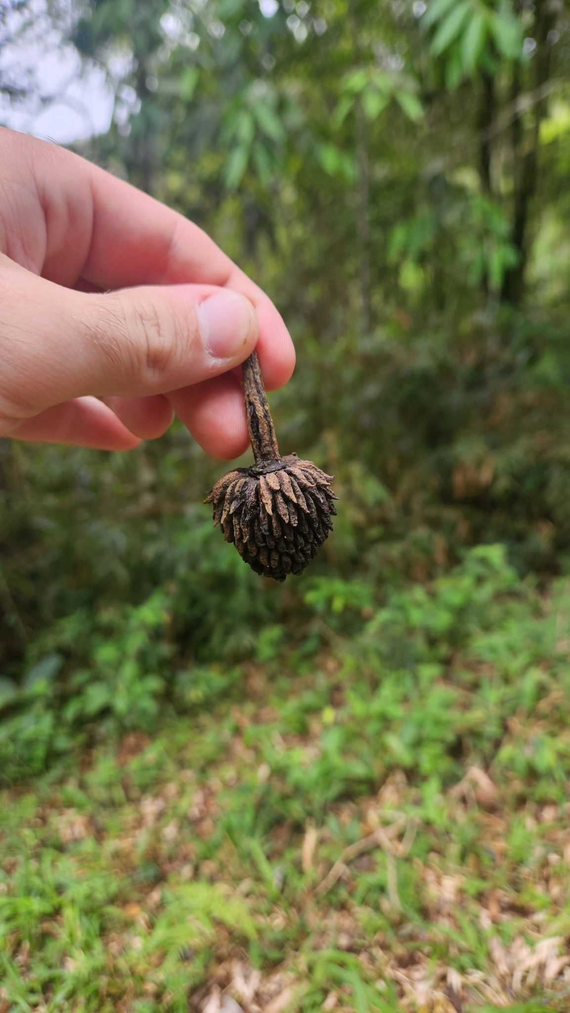 Annona sylvatica