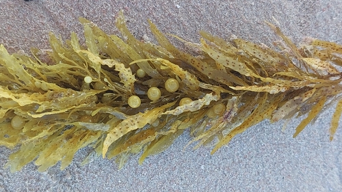 Sargassum obtusifolium observed 2025-01-08