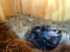 Poecile carolinensis