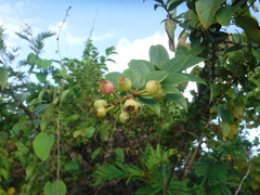 Vaccinium racemosum