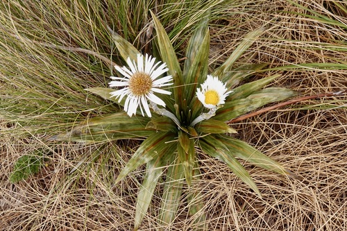 Image of Celmisia coriacea by (c) BIHNZ, some rights reserved (CC BY)