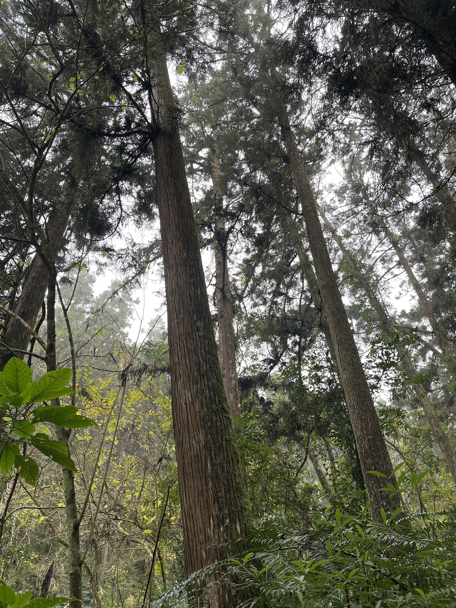 Imagem de Pinheiro-do-japão