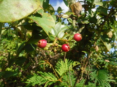 Vaccinium racemosum