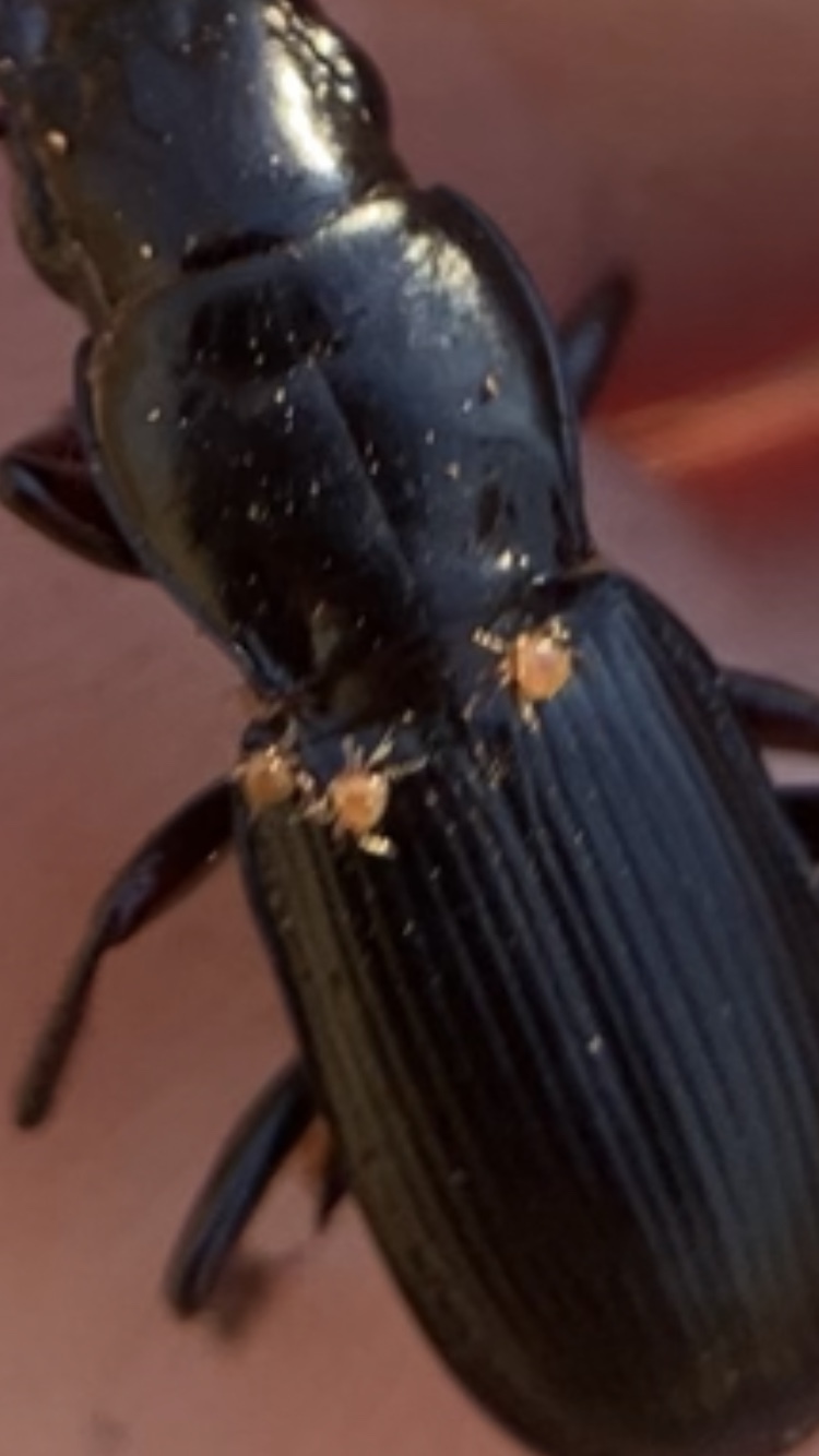 Micromegistus bakeri