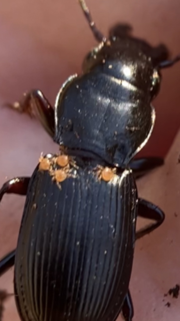 Micromegistus bakeri