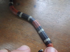 Micrurus lemniscatus