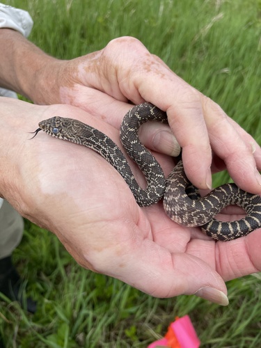 Bullsnake photographed in Minnesota
