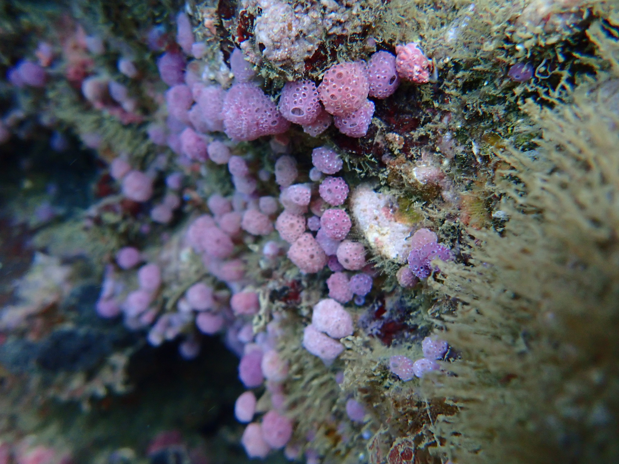 Hypsistozoa fasmeriana (Michaelsen, 1924)
