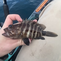 Misty Grouper photo 1