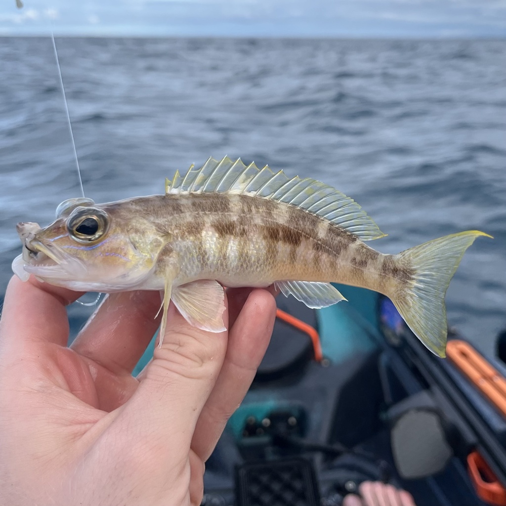 Aguavina (Diplectrum bivittatum) — Serranidae