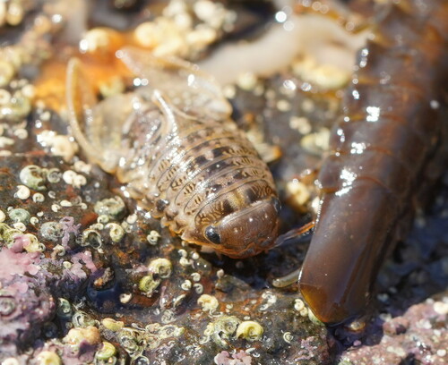 Zuzara semipunctata