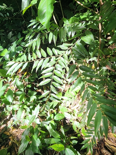 Image of Xylopia frutescens by (c) Scott Allen Davis, some rights reserved (CC BY)