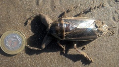 Lethocerus annulipes