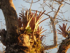 Aechmea zebrina