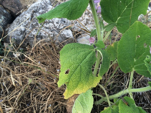 Image of Salvia sclarea by (c) Serdar Ölez, some rights reserved (CC BY-SA)
