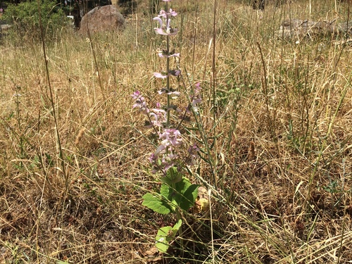 Image of Salvia sclarea by (c) Serdar Ölez, some rights reserved (CC BY-SA)
