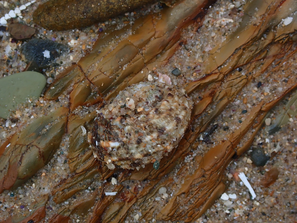Rough turban shell from Arrawarra NSW 2456, Australia on January 10 ...