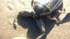 Lethocerus annulipes