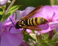 Paranthrene simulans