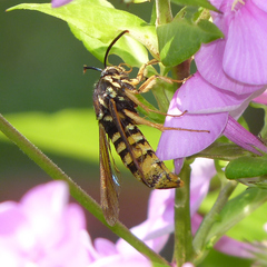 Paranthrene simulans