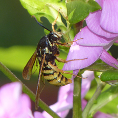Paranthrene simulans