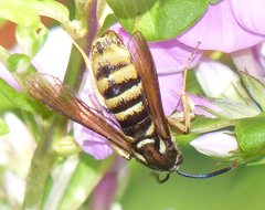 Paranthrene simulans