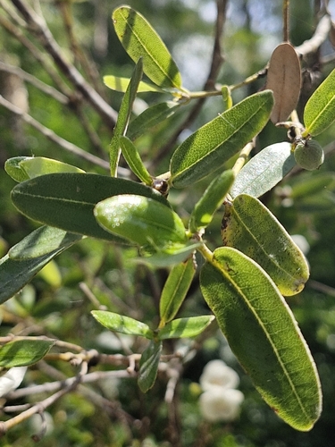 Image of Eucryphia lucida by (c) ronavery, some rights reserved (CC BY)