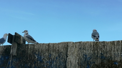 Mouette tridactyle, jeune