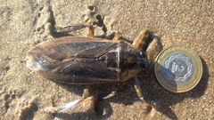 Lethocerus annulipes