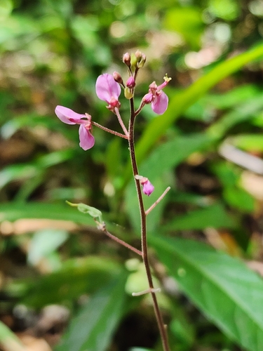 Image of Desmodium axillare by (c) Scott Allen Davis, some rights reserved (CC BY)