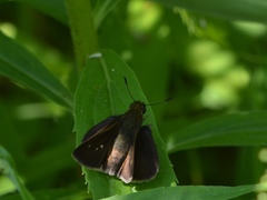 Polites egeremet