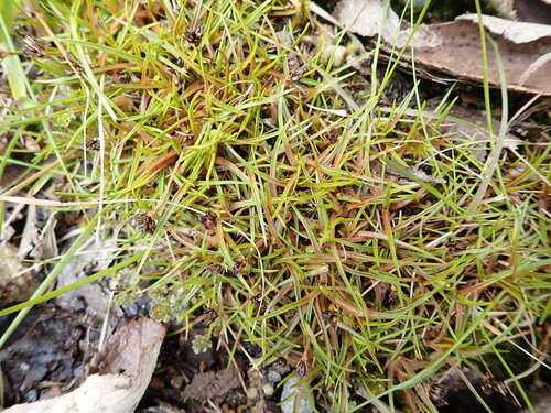 Antarctic rush (Juncus antarcticus)