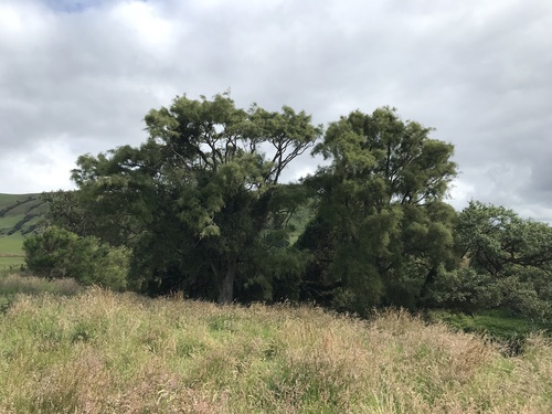 Foto de Kowhai