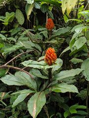 Costus curvibracteatus