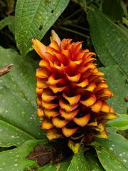 Costus curvibracteatus