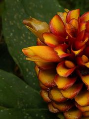 Costus curvibracteatus