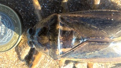 Lethocerus annulipes