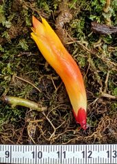 Costus curvibracteatus