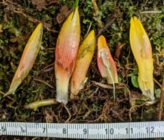 Costus curvibracteatus