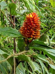 Costus curvibracteatus