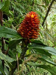 Costus curvibracteatus