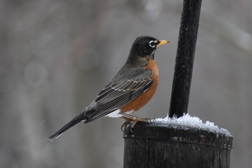 American Robin photographed in Georgia