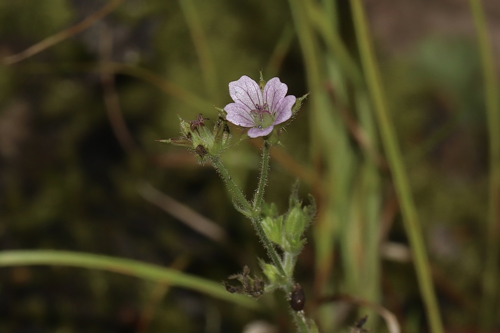 Bicknell's cranesbill (Geranium bicknellii)