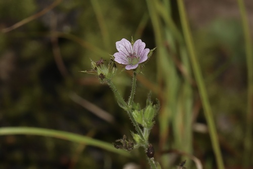 Bicknell's cranesbill (Geranium bicknellii)