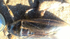 Lethocerus annulipes