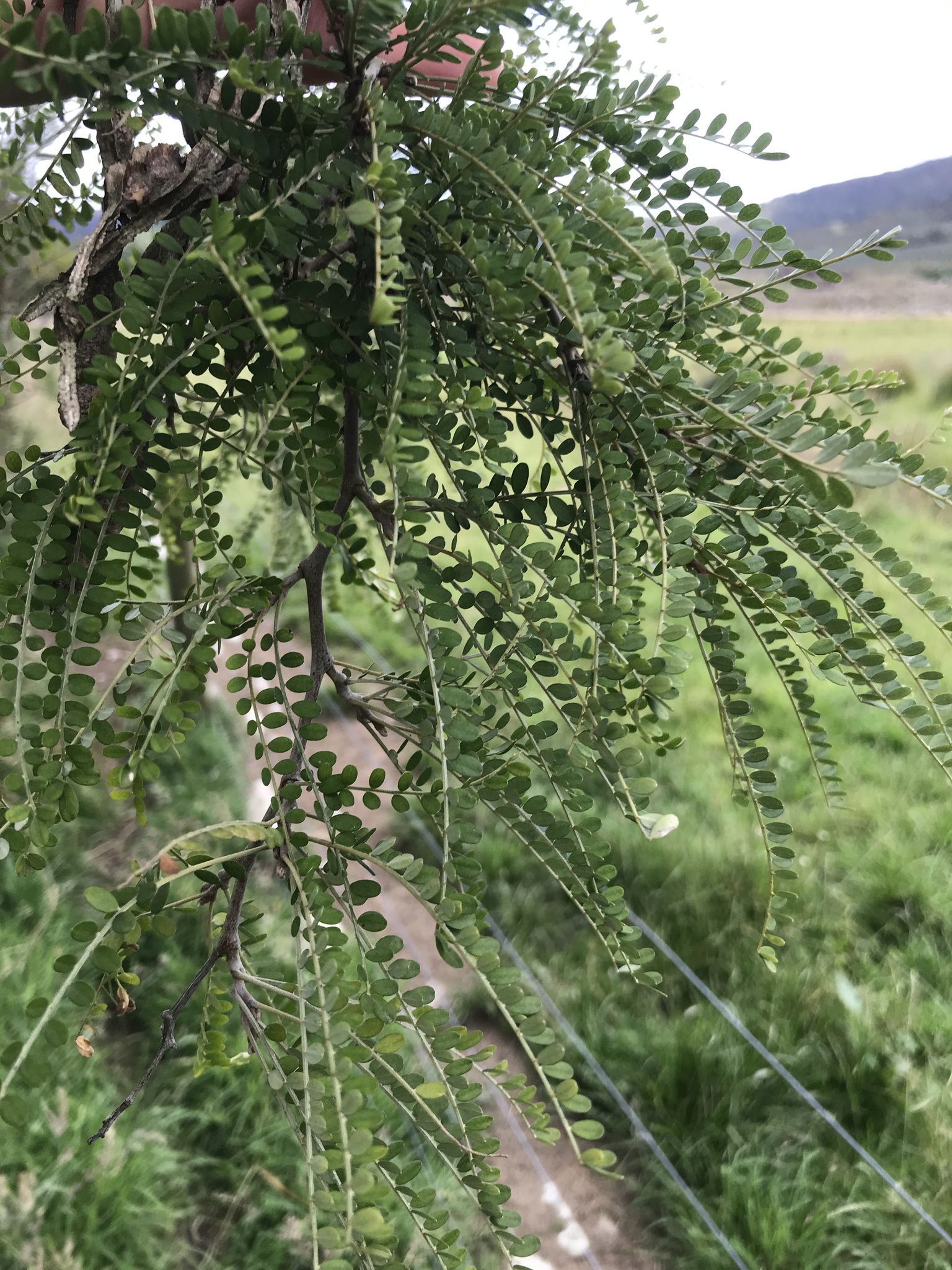 Imagem de Kowhai